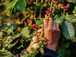 A farm worker harvests coffee berries, which contain the well known beans. (Getty Images)