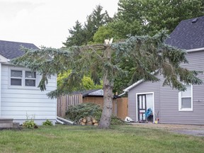 A tree at 142 Odell Street in Belmont was damaged during a storm on Sunday, July 19, 2020. Western University's Severe Storm Survey Team was in Belmont on Monday trying determine if this and other area damage was caused by a downburst, gust front or tornado. Photo shot on Monday July 20, 2020. (Derek Ruttan/The London Free Press)