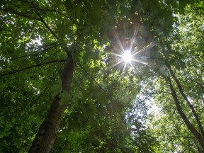 The sun forces its way through a canopy of leaves in London on Friday July 24, 2020. Derek Ruttan/The London Free Press/Postmedia Network