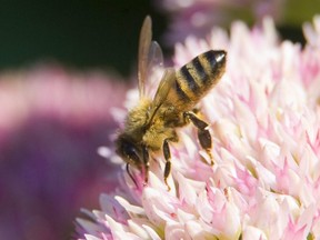 A honey bee feeds on Sedum, a drought-tolerant plant (Free Press file photo)