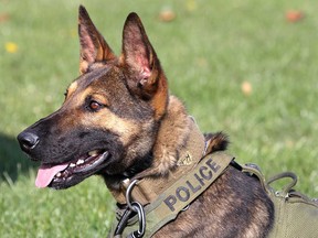 Essex County OPP canine member Maximus shows off his profile in this November 2016 file photo.
