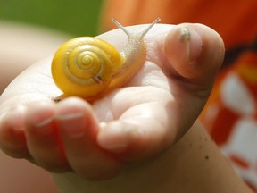 Teach children to slow down and observe the snails, says a letter writer. (Postmedia Network file photo)