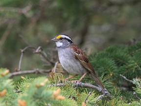 White-throated sparrow (Photo by SCOTT M. RAMSEY/AFP via Getty Images)