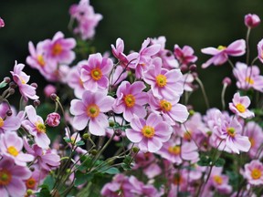 Japanese Anemone