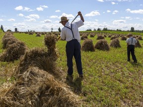 A Mennonite farmer near Stratford turns his sheaves of winter wheat so that the heads don't touch the ground and start to germinate. The Mennonite communities in Southwestern Ontario have experienced a surge in COVID-19 cases. (Mike Hensen/The London Free Press)