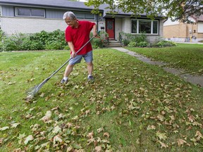Lemian Kang rakes  fallen leaves at the home of his daughter in London on Tuesday August 11. (Mike Hensen/The London Free Press)