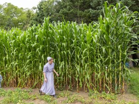 Justina Penner who lives north of Port Bruce says her husband estimates their corn crop at 12-14 feet, dwarfing her and her son Javier, 3. The two were working in the garden next to the large corn which is a Mexican blend of sweet and field corn used for baking. (Mike Hensen/The London Free Press)