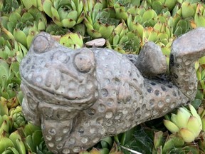 Versatile succulents are a beautiful ground cover which adapt easily to most landscapes. (BARBARA TAYLOR/The London Free Press)