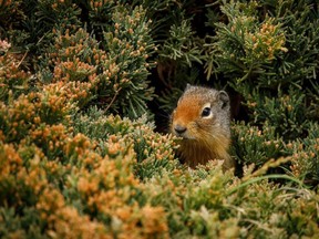 A young Columbia ground squirrel peeks out from ints burrow entrance behind a clump of ground juniper in the Porcupine Hills west of Claresholm, AB.