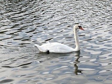 A swan on the Avon River.