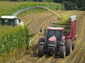 A Woodstock area farmer uses a forage harvester in September 2018 to cut rows of corn, grind it up and shoot it into a waiting hopper wagon to be used as silage for dairy cows. (Mike Hensen/The London Free Press)
