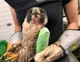 Thunder, a 15-year-old peregrine falcon who lived in London, had to be euthanized after she failed to recover from a fractured wing, the agency caring for it has said.  (Photo by the Salthaven Wildlife Rehabilitation and Education Centre)