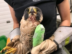 Thunder, a 15-year-old peregrine falcon who lived in London, had to be euthanized after she failed to recover from a fractured wing, the agency caring for it has said.  (Photo by the Salthaven Wildlife Rehabilitation and Education Centre)