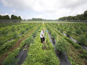 A worker harvests cannabis at WeedMD's Strathroy farm. (Free Press file photo)