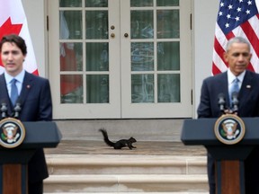 A black squirrel walks outside the Oval Office as U.S. President Barack Obama and Canadian Prime Minister Justin Trudeau hold a news conference in the Rose Garden of the White House in March 2016. These squirrels are believed to be descendants of eight black squirrels brought to Washington from Rondeau Provincial Park in 1902.