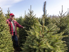 John Sloan of Sloan's Christmas Village stands in a field of Christmas trees at his farm near Bothwell in Chatham-Kent Friday. Growers are expecting a big demand for fresh trees this year as more people stay home during the pandemic. As well, Sloan expects more families will want to use his cut-your-own property as a pandemic-safe winter activity. (Mike Hensen/The London Free Press)