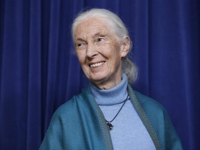 Sen. Murray Sinclair says he teamed up with Jane Goodall to propose a bill to create laws that protect captive animals and ban the import of elephant ivory and hunting trophies into Canada. (THE CANADIAN PRESS/AP-Damian Dovarganes)