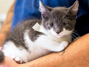 pet-care_low-cost-spay-neuter_main-image