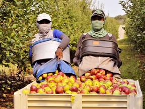Sisters Sheerine King and Shelly Ragoo of Trinidad and Tobago harvest apples at a Schuyler Farms orchard in Renton. About 100 Trinidadian workers are stranded at Schuyler Farms because of COVID-19 travel restrictions. Owner Brett Schuyler said 18 will be on a flight to the Caribbean island Friday. (Monte Sonnenberg, Postmedia Network)