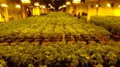 Members of the cannabis enforcement unit seized 5,332 pot plants from a northwest London industrial building on Monday.  Four men are charged.  (Police supplied photo)