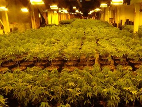Members of the cannabis enforcement unit seized 5,332 pot plants from a northwest London industrial building on Monday. Four men are charged. (Police supplied photo)