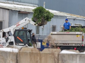 Employees of Winmar Property Restoration Services load marijuana plants taken Monday from a Hyde Park growing facility into the back of truck in London. (Derek Ruttan/The London Free Press)