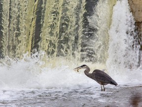 A great blue heron dines on fish from the Thames River at the base of Little Falls in St Marys, Ont., last October. DNA testing of river bottom samples is a new way to check the river health, say University of Guelph biologists. (Derek Ruttan/London Free Press/Postmedia Network)