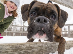 Barb, a boxer, is very interested in a photographer on the ice at Westminster Ponds on Feb. 15, 2021, while her family, Paulina Ojdowski, 5, and Matt Ojdowski, enjoyed watching the Family Day skaters on the frozen ponds. (Mike Hensen/The London Free Press)