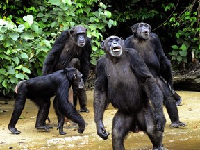 Chimpanzees in the jungle of southern Liberia.