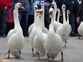 City officials and volunteers usher Stratford's swans back into Lake Victoria during the city's annual parade from their winter home. The City of Stratford announced Tuesday that the parade is cancelled this year because of the COVID-19 pandemic. File photo