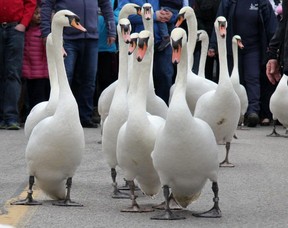 City officials and volunteers usher Stratford's swans back into Lake Victoria during the city's annual parade from their winter home. The City of Stratford announced Tuesday that the parade is cancelled this year because of the COVID-19 pandemic. File photo