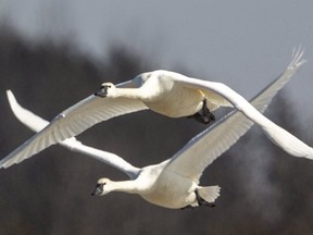 Two tundra swans come into the Aylmer wildlife management area southeast of London, Ont., on Tuesday March 9, 2021. Watchers say Tuesday was the first day the birds started coming in numbers from the east coast of the United States for a stop-over to feed on donated corn, before flying north to the tundra regions of Canada. (Mike Hensen/The London Free Press)