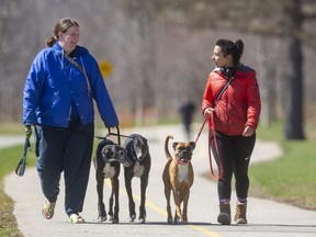 Abbee Hughes, walking her rescued greyhounds Wander and Fathom, meets up with friend Freddie Zangla, walking her boxer named Rosie, for an afternoon walk and chat in Greenway Park in London. (MIKE HENSEN, The London Free Press)