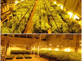 "Thousands" of cannabis plants were seized in an OPP drug raid in Tillsonburg,  Oxford OPP say. (OPP Twitter)