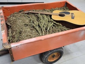 Strathroy-Caradoc police seized a trailer filled with marijuana worth more than $140,000 after an officer spotted a male on a bicycle towing the trailer hit a garbage bin . The male fled after he hit a garbage bin on Saulsbury Street in Strathroy at about midnight Monday, causing the trailer to detach, police said. (Strathroy-Caradoc police)