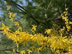 London's bright Forsythia blooms are often the first sign of spring.
 BARBARA TAYLOR/LONDON FREE PRESS