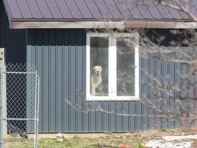 A dog looks out the window of a home in Southwest Middlesex on Friday April 2, 2021. Police are still on scene at 6422 Gentleman Dr. a day after emergency crews were called to the address after receiving a report of the death of a person. Three dogs linked to a teen girl's death have been seized by authorities. Derek Ruttan/The London Free Press/Postmedia Network