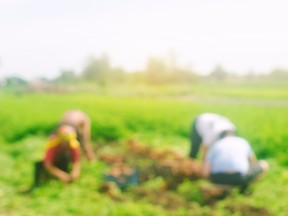 Workers in farm field.