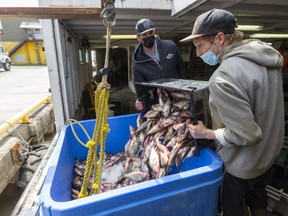 Cameron Cardwell and Andy Sheeller of the fishing boat G. W. Siddall out of Port Colborne pour bins of white perch Tuesday into a large insulated container that holds about 315 to 320 kilograms of fish and ice. The fish is trucked directly to Wheatley for processing. Fishermen get about 35 to 85 cents a pound for white perch, compared to about $3.50 a pound for yellow perch. (Mike Hensen/The London Free Press)