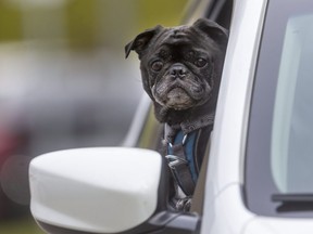 Pogi, a pug-bulldog mix belonging to Jhun Jose in London, looks out of the window of his owner's car. (Mike Hensen/The London Free Press)