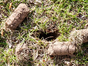 Aerating the soil of your lawn pulls out plugs and allows air and moisture to get to grass roots. This need be done only every three to five years. (Getty Images)