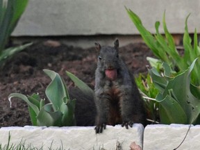 Denise Hodgins shares suggestions to deter squirrels from raiding gardens like this one making off with a freshly dug up bulb from a London flower bed.
BARBARA TAYLOR/LONDON FREE PRESS
