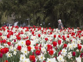 Tulips and daffodils are in full bloom at Springbank Park. File photo