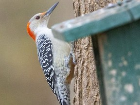 A red bellied woodpecker makes  its way to a suet station at the Westminster Ponds. A letterwriter wants the woodpecker on the list of contenders for London's official bird. (MIKE HENSEN, The London Free Press)