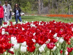 Shin Ja, Joy Hwang, and Jung Min enjoy the large beds of tulips in Springbank Park on Thursday.
(Mike Hensen/The London Free Press)