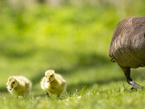 A Canada goose feeds along with three of its young in Greenway Park in London, Ont. (Mike Hensen/The London Free Press)