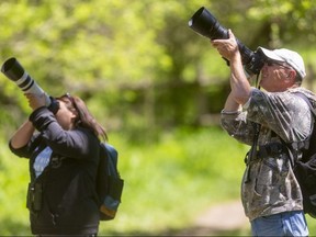 Karen Fader and Garry Cowdroy try to capture a bird amongst the leaves and branches in Kilally Valley Park on Wednesday May 12, 2021. The park has been busy with birders since a rare blue grosbeak was spotted there recently. They had seen several migratory warbler species as well as vireos on this trip. Londoners are being asked to vote online to choose an official bird for the Forest City. (Mike Hensen/The London Free Press)