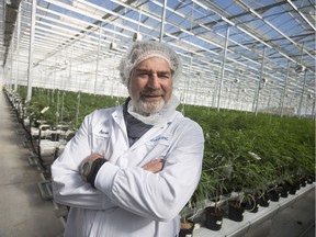 Aphria Inc. chairman and CEO Irwin Simon, shown Oct. 25, 2019, among rows of cannabis plants at an Aphria growing facility in Leamington, retains those titles after the company's merger with Tilray Inc. The new business — the world's largest cannabis company — will be known as Tilray.