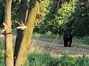 Huron OPP say a walker on the Goderich to Auburn Rail Trail encountered a black bear near Westmount Line as the animal was ambling east toward MTO Road on June 10, 2020. Handout