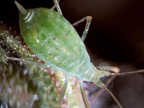Tiny aphids can form large colonies that badly damage garden plants, but there are effective chemical and natural controls available, Denise Hodgins says. (Supplied)